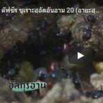 ตัฟซีร ซูเราะฮฺอัลอันอาม 20 (อายะฮฺ 37-38)